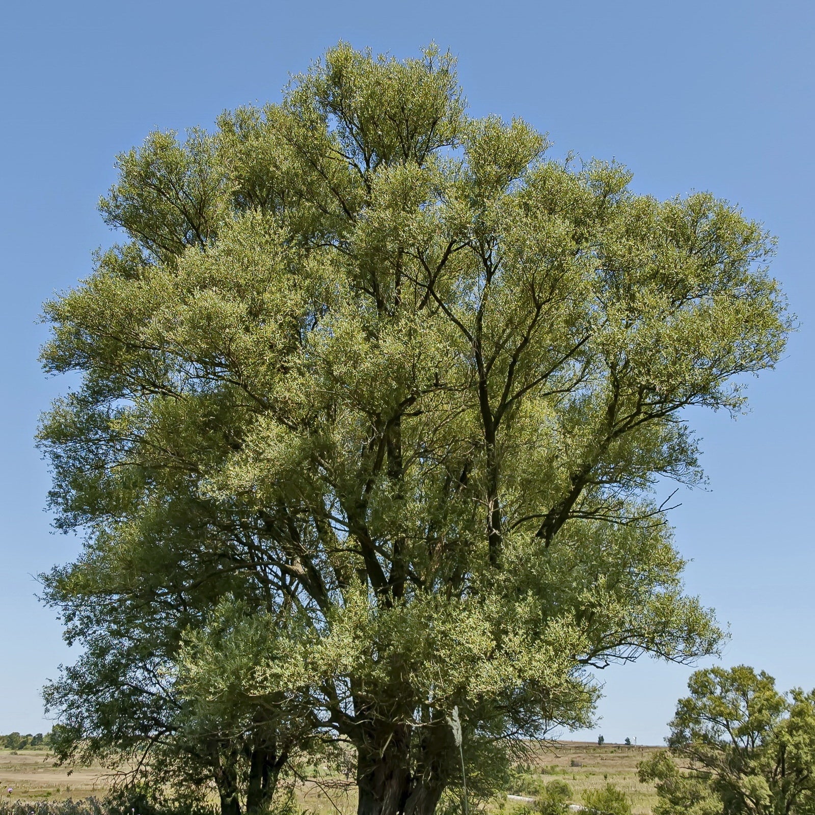 Schietwilg - Salix alba - Heesters en vaste planten