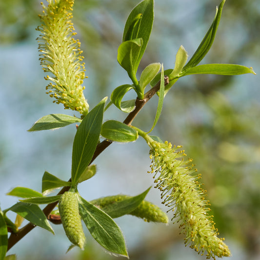 Schietwilg - Salix alba - Bomen