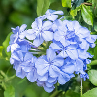 Mannentrouw - Plumbago auriculata - Terras- en balkonplanten