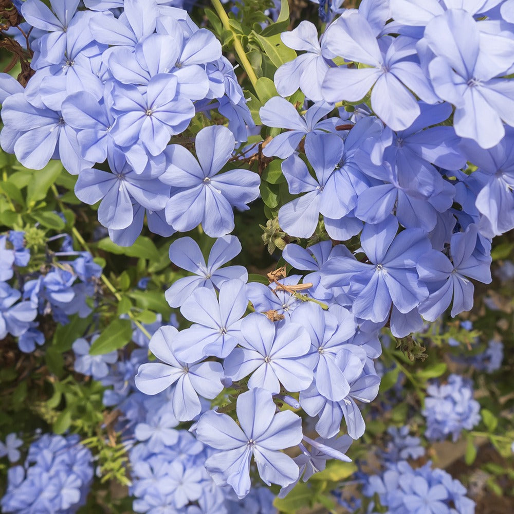 Mannentrouw - Plumbago auriculata