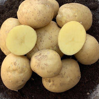 Aardappel 'Etincelle' (x25) - Solanum tuberosum etincelle - Groente
