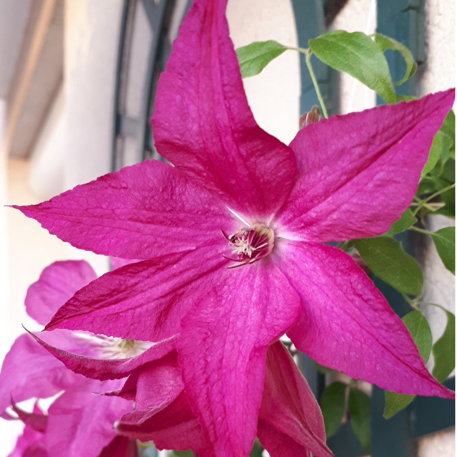 Clematis integrifolia - Volbladige bosrank