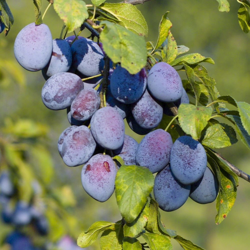 Pruimenboom 'Agen' - Bakker