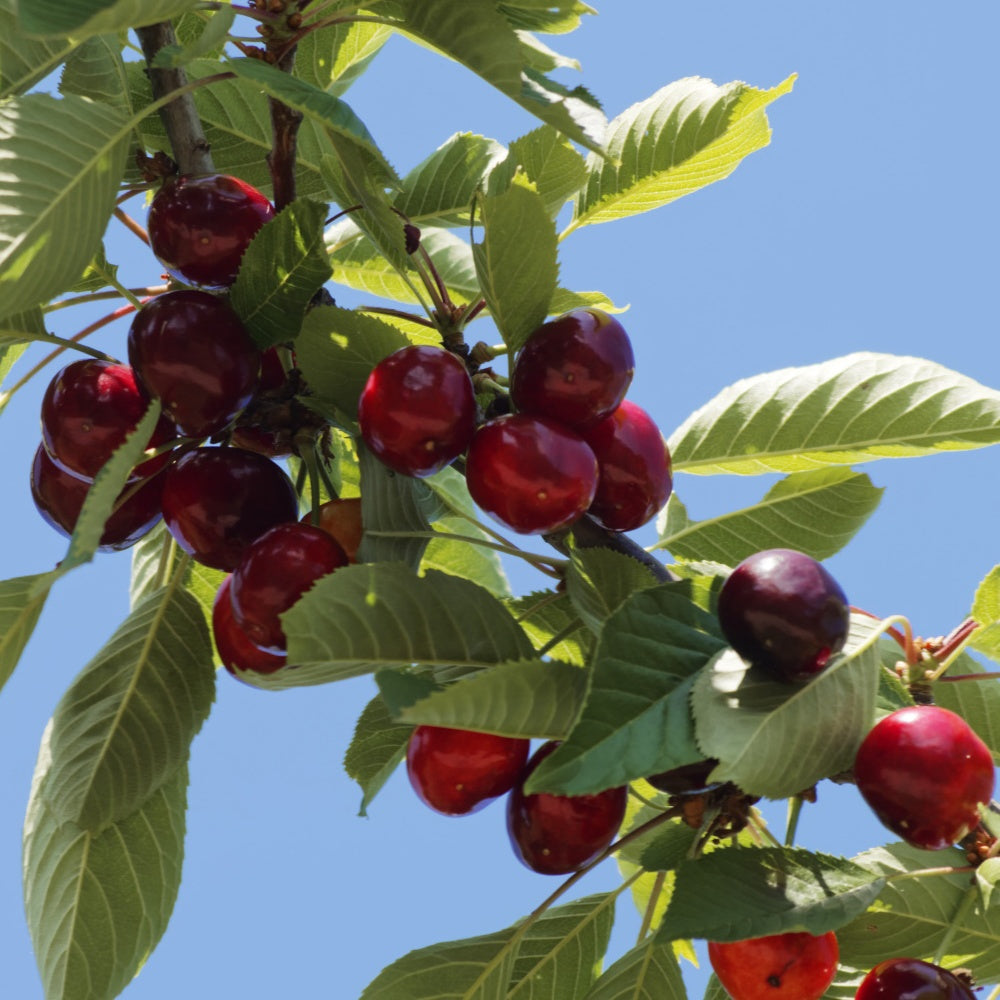 Zoete kers 'Griotte de Montmorency' - Prunus avium griotte de montmorency - Fruit