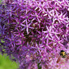 Allium Christophii (x10) - Allium christophii - Bloembollen