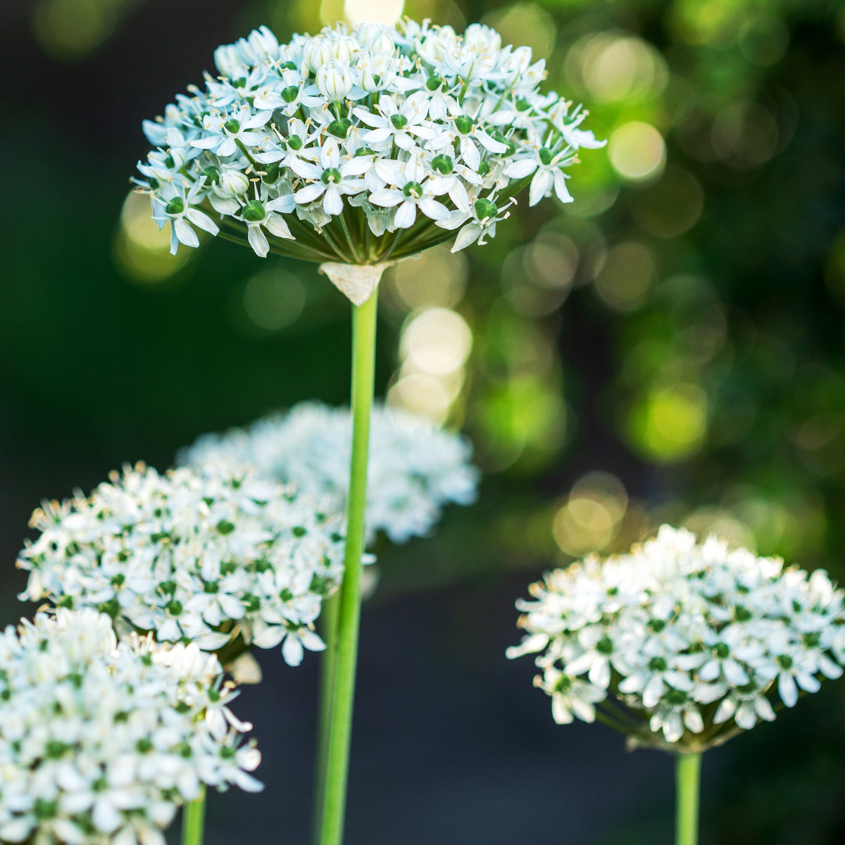 Allium Nigrum (x10) - Bakker