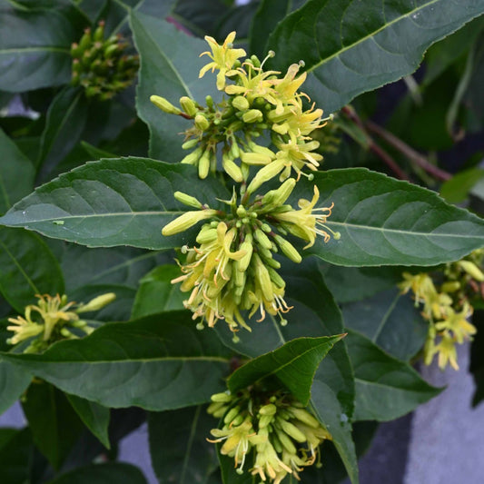 Amerikaanse weigelia (x2) - Diervilla sessilifolia butterfly - Tuinplanten