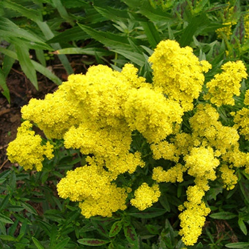 Gulderoede 'Little Lemon' - Solidago little lemon - Tuinplanten