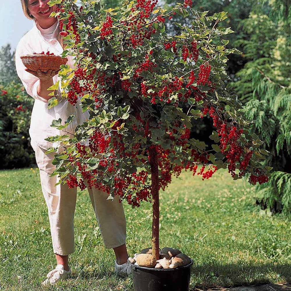 Zwarte bes - Collectie  bessen- en zwarte bessenstruiken op stam (x2) - Ribes rubrum, nigrum