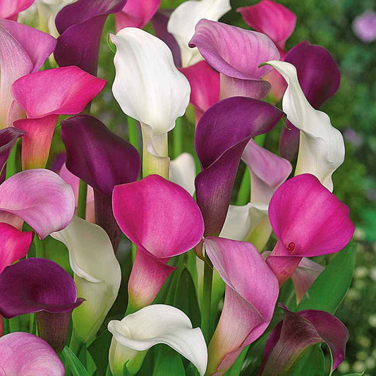 Calla Mix - wit + paars + roze (x3) - Bakker