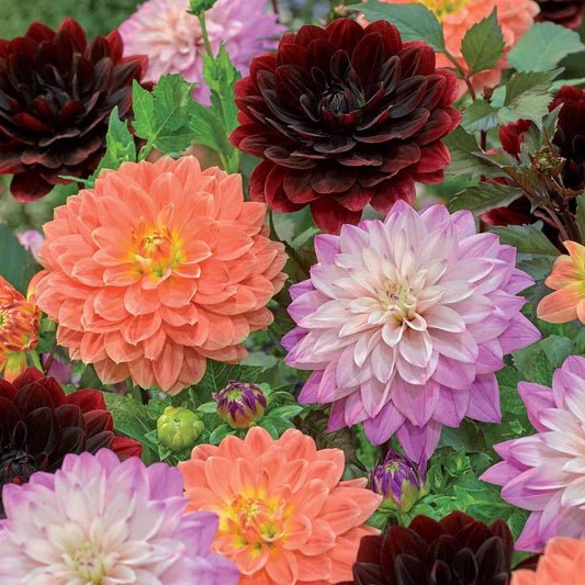 Dahlia Mix 'After Dusk' + 'October Sky' + 'Zsarelle' (x6) - Bakker