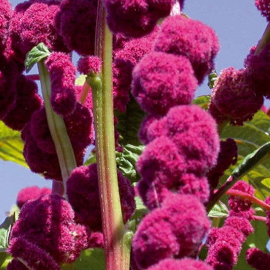 Amarante gibbosus - Dreadlocks - Amaranthus caudatus gibbosus - Moestuin