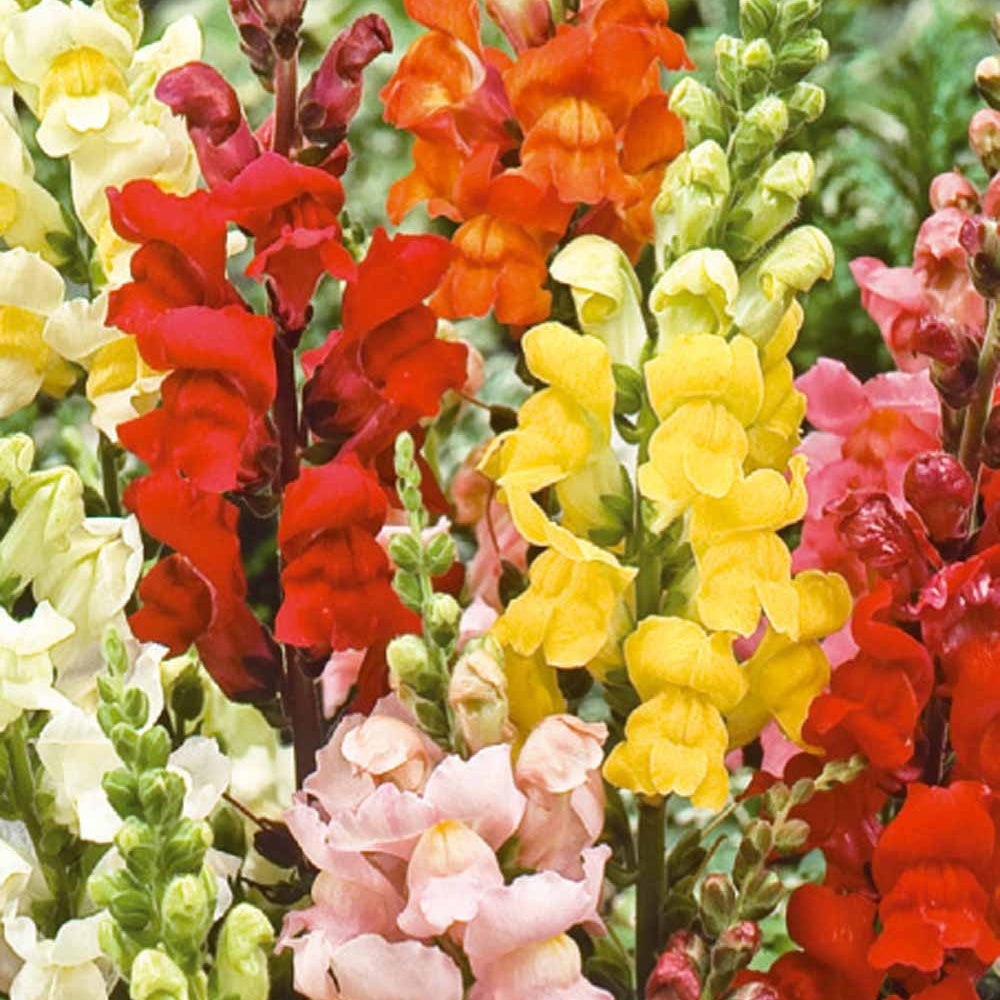 Leeuwebek Antirrhinum majus - Rainbow mix - Antirrhinum majus nanum - Bakker