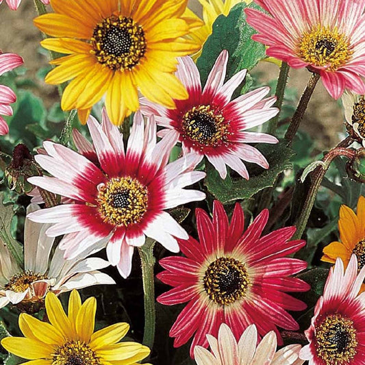 Grootbloemige Arctotis Mix 'Harlequin' - Bakker