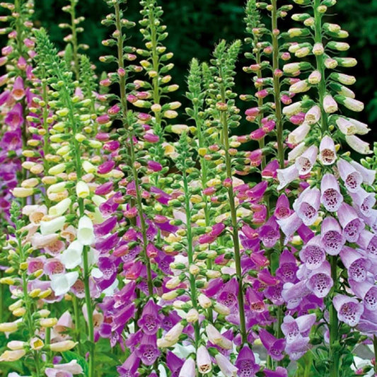 Vingerhoedskruid Mix 'Excelsior' - Digitalis purpurea - Moestuin