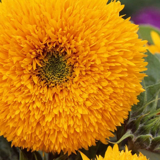 Zonnebloem 'Teddy Bear' - Helianthus annuus teddy bear - Moestuin