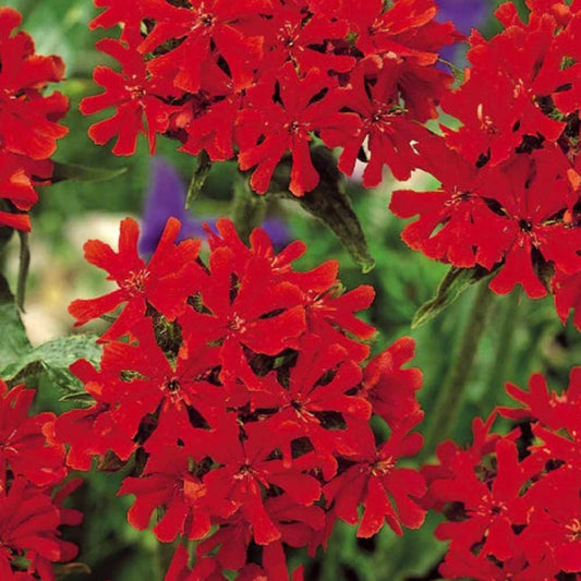 Brandende liefde - rood - Bakker