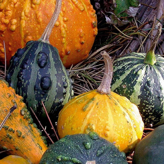 Pompoen Mix - eenjarig - Cucurbita pepo - Moestuin