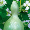 Flessenplant Cucurbita lagenaria - Cucurbita siceraria  gourde bouteille - Moestuin