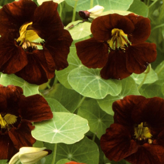 Oost-Indische kers 'Black Theodore' - Bakker
