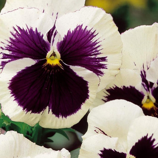 Grootbloemig viooltje 'Silverbride' - Bakker
