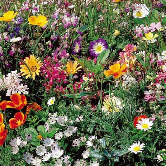 Japans grasmengsel - eenjarig - Bakker