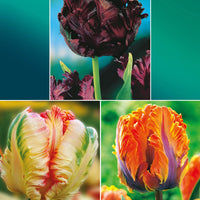 Parkiet Tulpen collectie: 'Princes Irene'  + 'Black Parrot' + 'Apricot Parrot' (x24) - Tulipa (princesse  irene, black parrot, apricot pa - Bloembollen