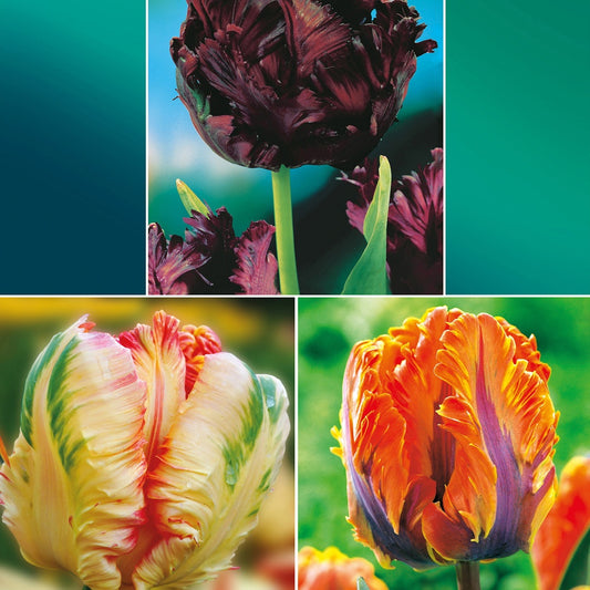 Parkiet Tulpen collectie: 'Princes Irene' + 'Black Parrot' + 'Apricot Parrot' (x24) - Bakker