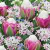 Bloembollenmix 'Tulp 'Ice Cream'& Allium 'Cameleon' (x15) - Tulipa ice cream, allium cameleon - Voorjaarsbloeiers