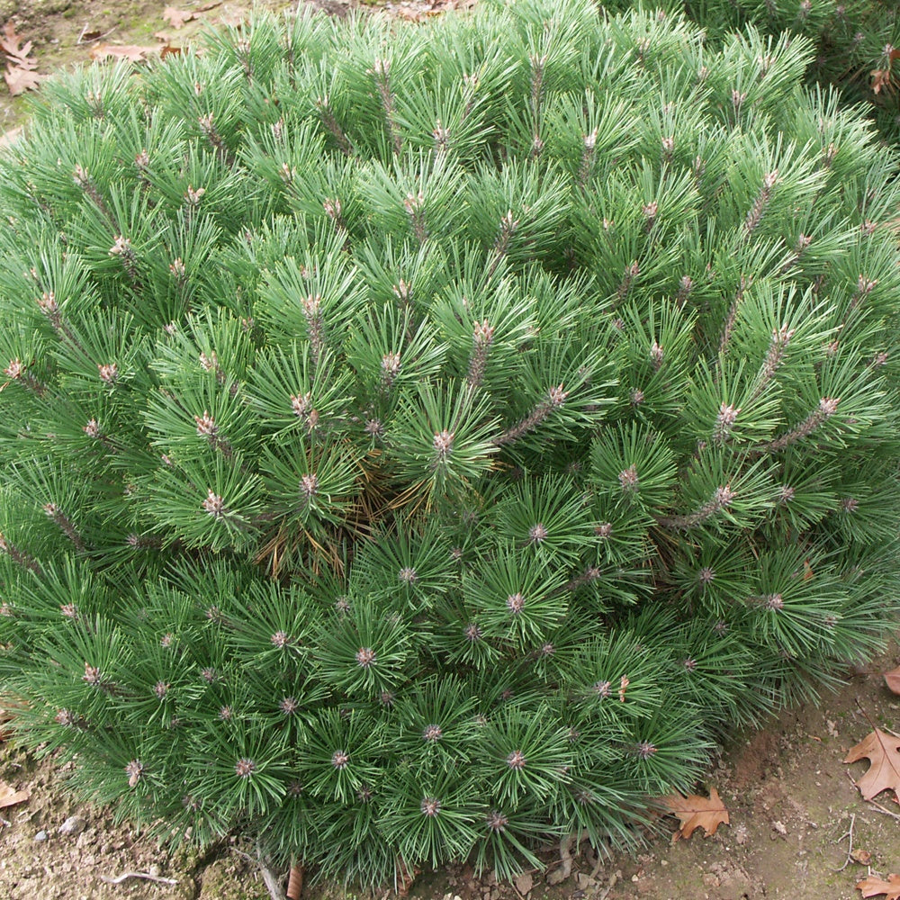 Zwarte den 'Pierrick Brégeon' - Pinus nigra pierrick brégeon - Tuinplanten