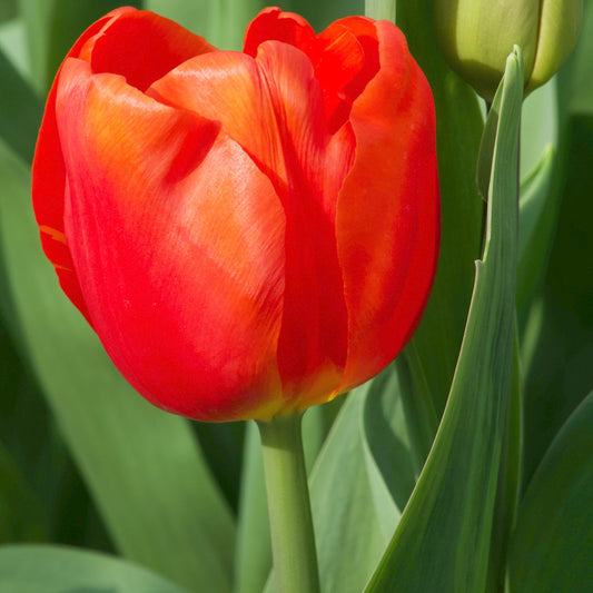 Tulpen Triomphe Cadans (x10) - Tulipa 'cadans' - Bloembollen