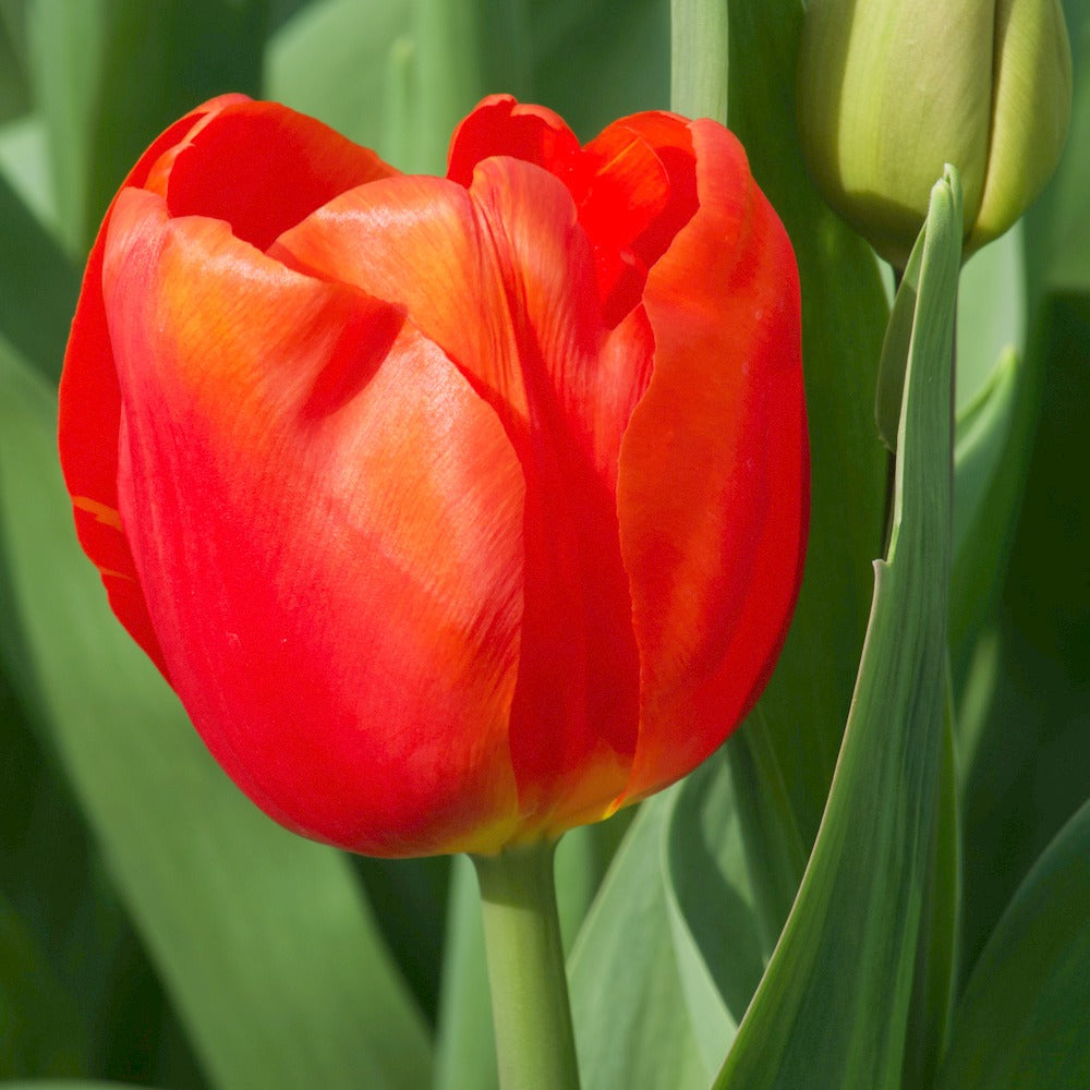 Tulpen Triomphe Cadans (x10) - Tulipa 'cadans' - Bloembollen