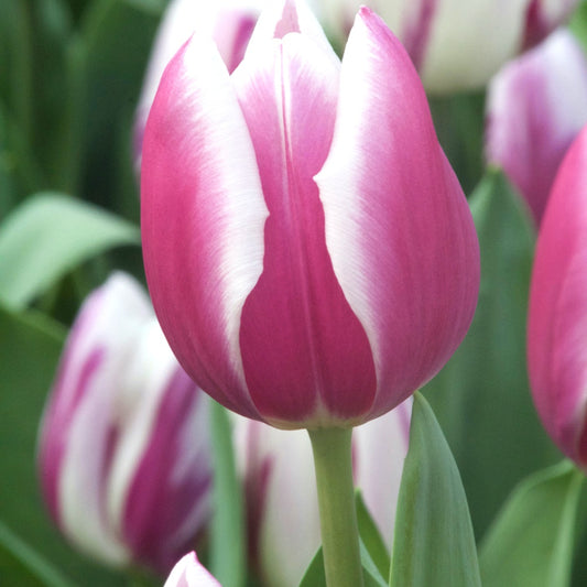 Tulpen Triomphe Synaeda blue (x10) - Tulipa 'synaeda blue' - Voorjaarsbloeiers