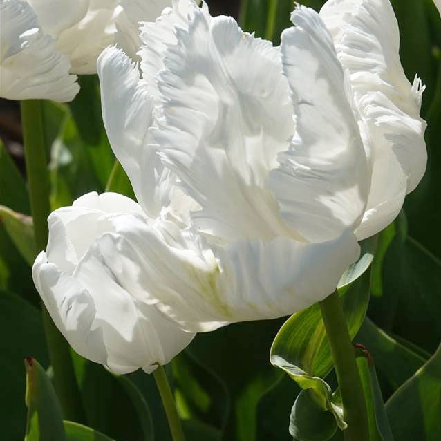 Papegaaitulpen White Parrot (x7) - Tulipa 'white parrot' - Bloembollen