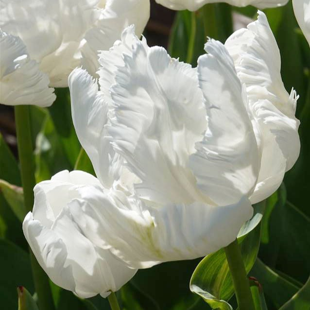 Papegaaitulpen White Parrot (x7) - Tulipa 'white parrot' - Bakker