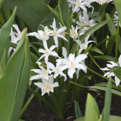 Sneeuwglorie 'Luciliae alba' (x20) - Chionodoxa Luciliae Alba - Bakker