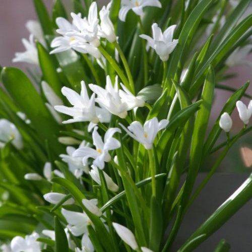 Sneeuwglorie 'Luciliae alba' (x20) - Bakker