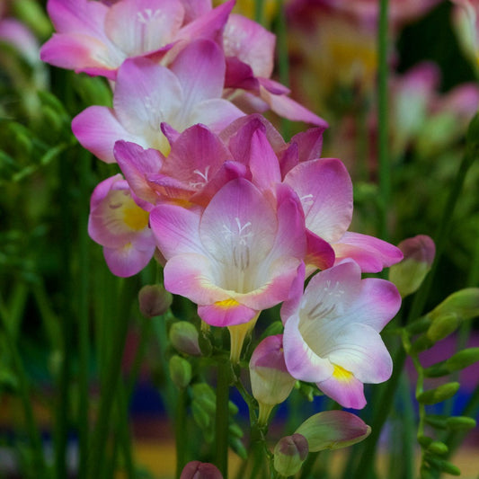 Enkele Roze Freesia - Freesia 'pink' - Bloembollen