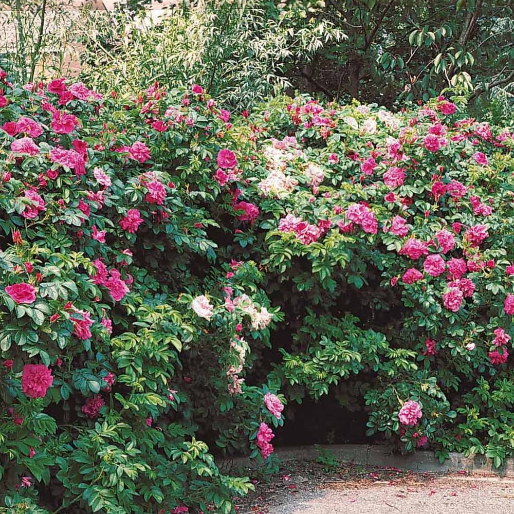 Wilde roos 'Rubra' - Rosa rugosa rubra - Tuinplanten