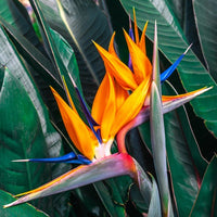 Paradijsvogelbloem Strelitzia - Strelitzia reginae - Bakker