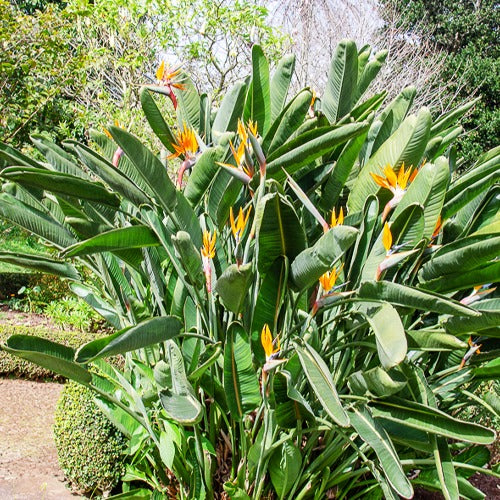 Verkoop Paradijsvogelbloem Strelitzia