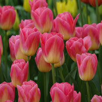 Tulpen Triomphe Tom Pouce - Tulipa 'tom pouce' - Bloembollen