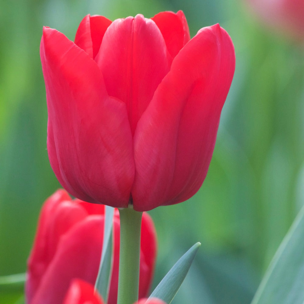 Tulpen Triomphe Ile de France - Bakker
