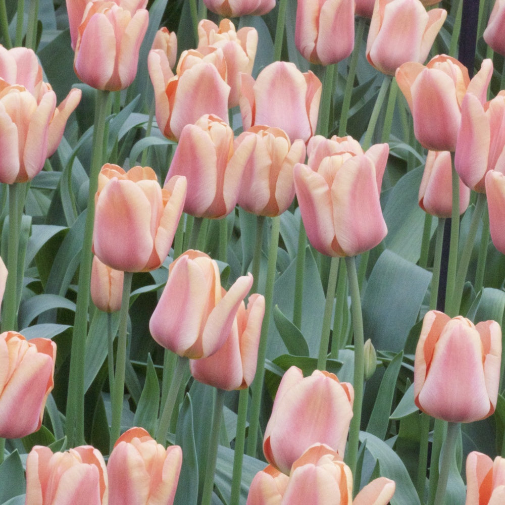 Tulpen Triomphe Apricot Foxx - Tulipa 'apricot foxx' - Bloembollen