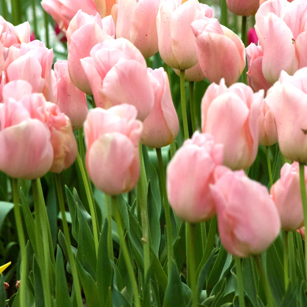 Tulpen Triomphe Apricot Beauty - Tulipa 'apricot beauty' - Bloembollen