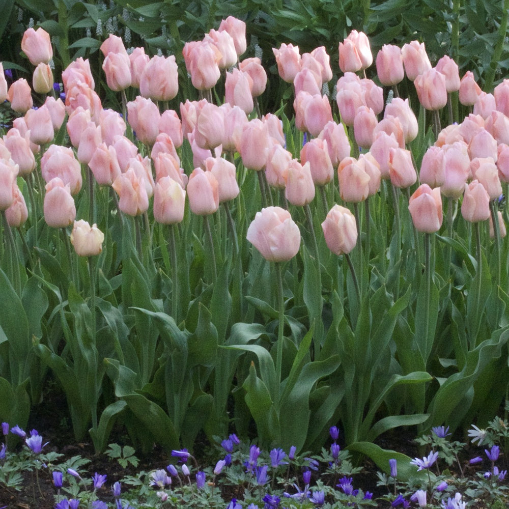 Tulpen Triomphe Apricot Beauty - Tulipa 'apricot beauty' - Bakker