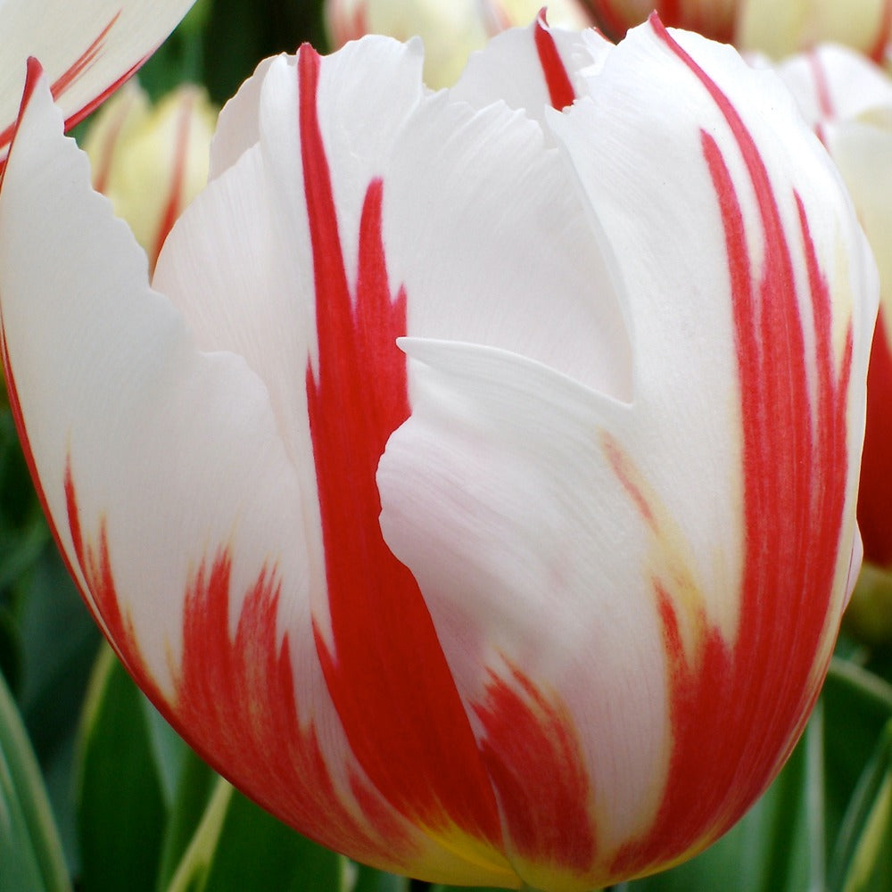 Tulipa 'carnaval de rio' - Tulpen Triomphe Carnaval de Rio - Tulpen