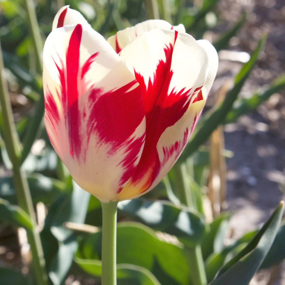 Tulpen Triomphe Carnaval de Rio - Tulipa 'carnaval de rio' - Voorjaarsbloeiers