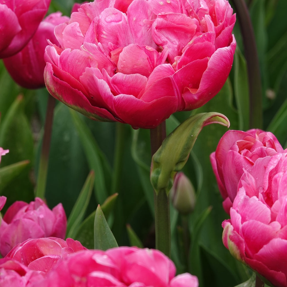 Dubbele tulpen Amazing Grace - Tulipa 'amazing grace' - Bloembollen