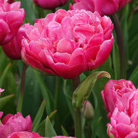 Dubbele tulpen Amazing Grace - Tulipa 'amazing grace' - Bakker